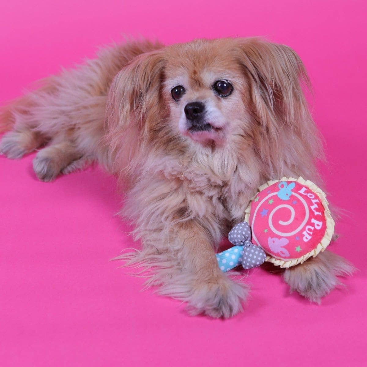 Chi-wear Lollipup Plush Dog Toy