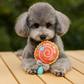 Chi-wear Lollipup Plush Dog Toy