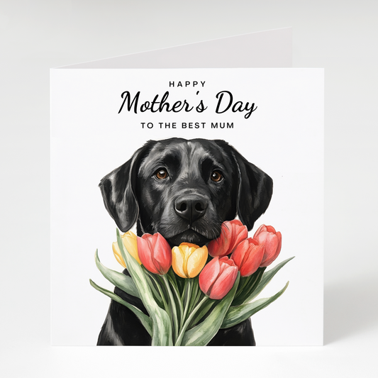 Black Labrador with Tulips Mother's Day Card