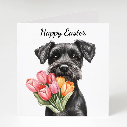 Black Miniature Schnauzer with tulips Easter Card