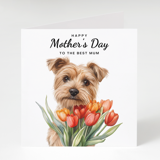 Greeting card with Norfolk terrier dog holding flowers and 'Happy Mother's Day to the best mum' text on a white background.
